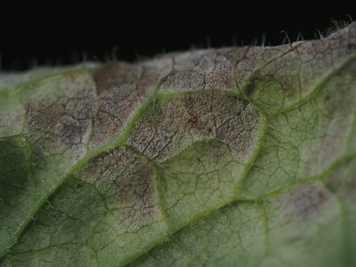Rainkohl-Ramularia