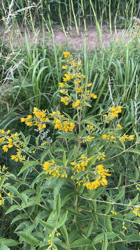 Yellow Loosestrife