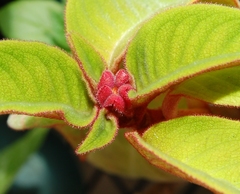 Corytoplectus capitatus