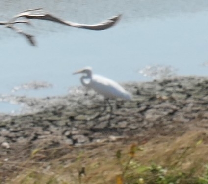 Great Egret