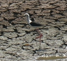 Black-winged Stilt