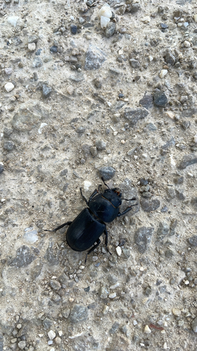 Lesser Stag Beetle