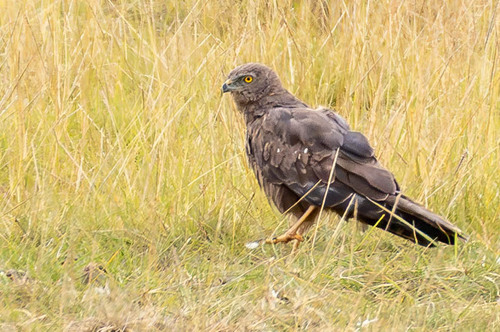 iNaturalist image