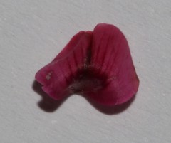 Indigofera cuneifolia cuneifolia