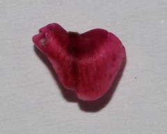 Indigofera cuneifolia cuneifolia