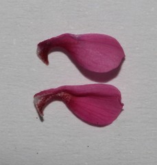 Indigofera cuneifolia cuneifolia