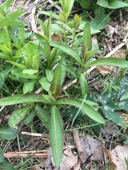 Lysimachia thyrsiflora