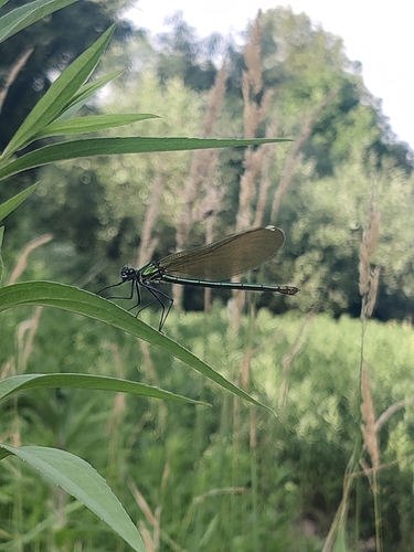 Banded Demoiselle