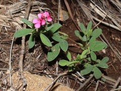 Indigofera cuneifolia cuneifolia