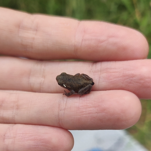 European Toad
