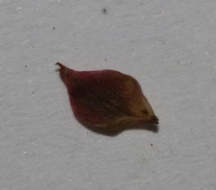 Indigofera cuneifolia cuneifolia