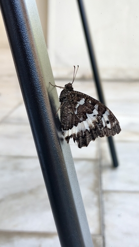 Great Banded Grayling