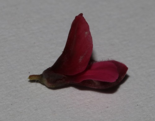 Image of Indigofera cuneifolia by (c) Brian du Preez, some rights reserved (CC BY-SA)