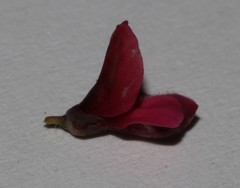 Indigofera cuneifolia cuneifolia