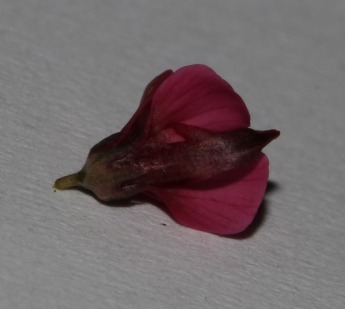 Image of Indigofera cuneifolia by (c) Brian du Preez, some rights reserved (CC BY-SA)