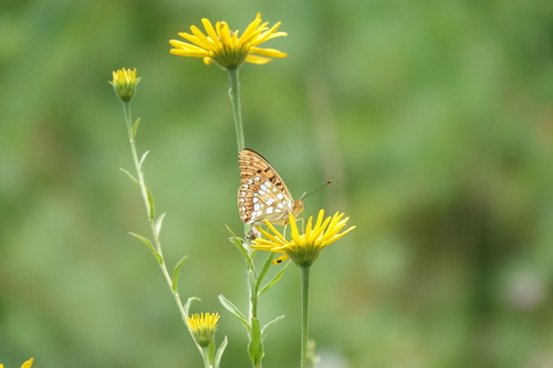 High Brown Fritillary