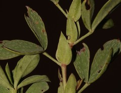 Indigofera cuneifolia cuneifolia