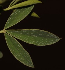 Indigofera cuneifolia cuneifolia