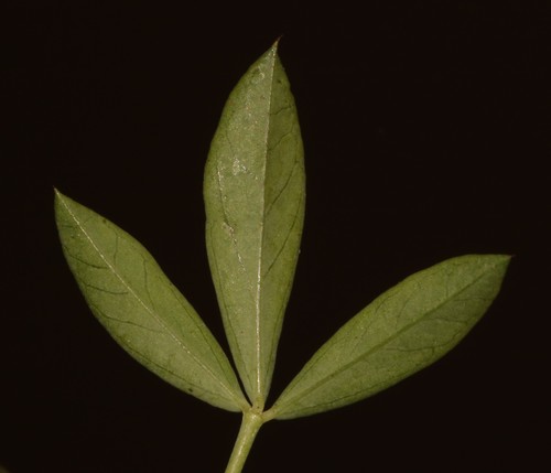 Image of Indigofera cuneifolia by (c) Brian du Preez, some rights reserved (CC BY-SA)