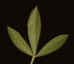 Indigofera cuneifolia cuneifolia