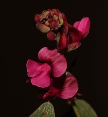 Indigofera cuneifolia cuneifolia