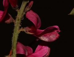 Indigofera cuneifolia cuneifolia