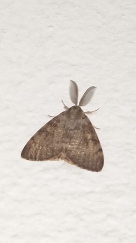 Spongy Moth