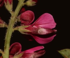 Indigofera cuneifolia cuneifolia