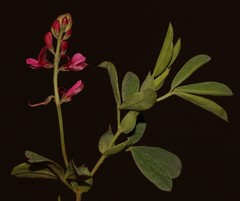 Indigofera cuneifolia cuneifolia