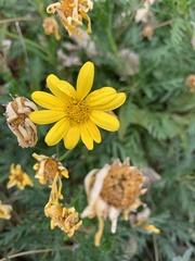Euryops pectinatus