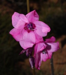Dierama robustum