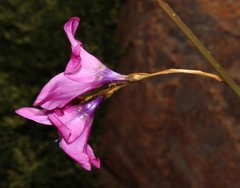 Dierama robustum