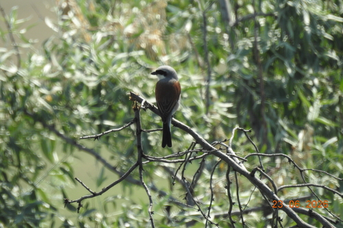 Red-backed Shrike