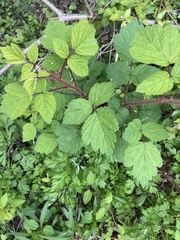 Rubus phoenicolasius
