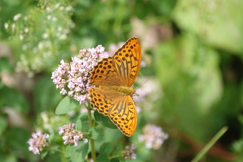 Silver-washed Fritillary