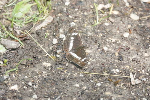 Eurasian White Admiral