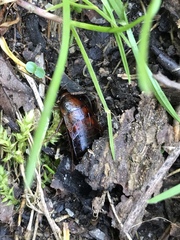 Parcoblatta pennsylvanica