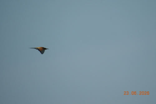 European Bee-eater