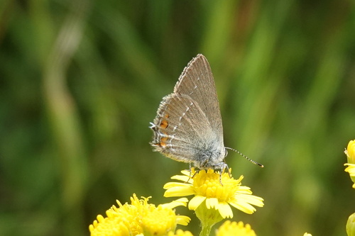 Sloe Hairstreak
