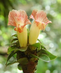 Costus claviger