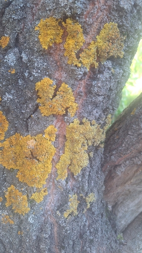 Common Sunburst Lichen