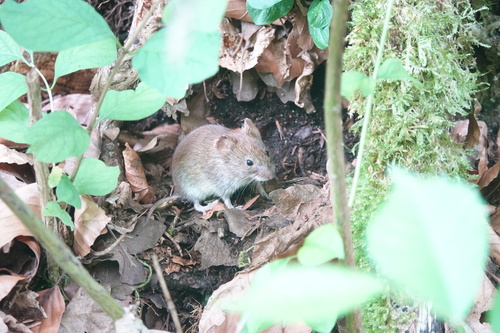 Bank Vole