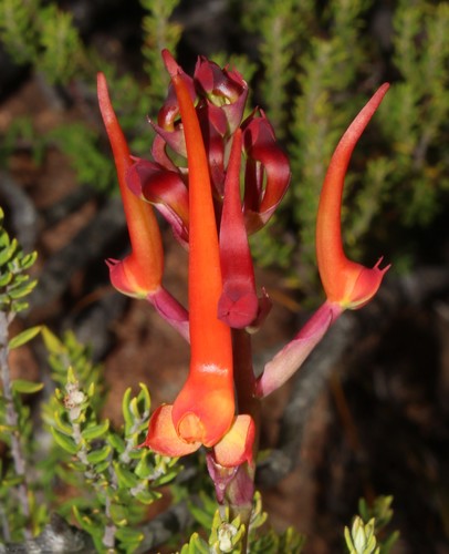 Image of Disa porrecta by (c) Brian du Preez, some rights reserved (CC BY-SA)