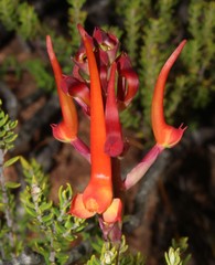 Disa porrecta