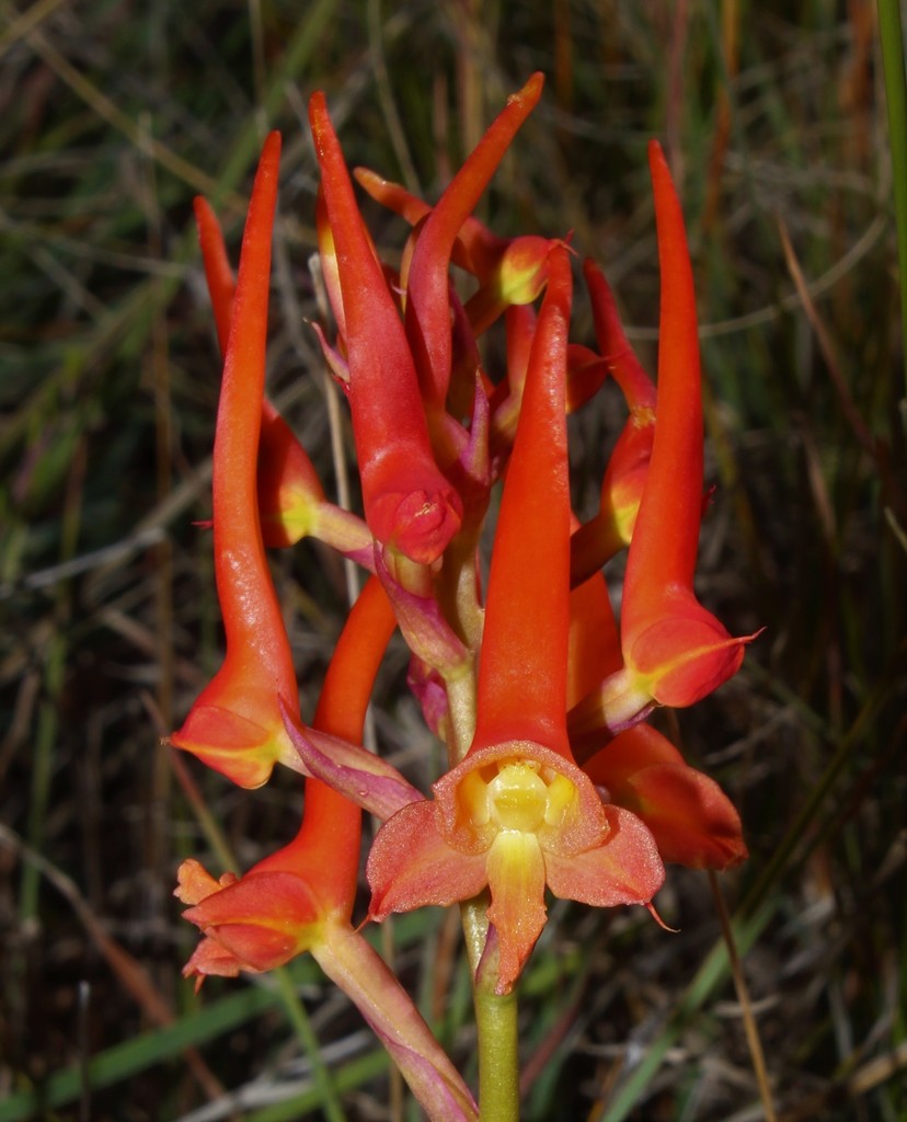 Rocket Orchid