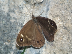 Lasiommata deidamia
