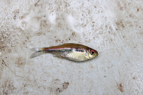 Flag tetra (Hyphessobrycon heterorhabdus) — Characidae — 2