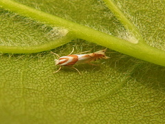 Phyllonorycter roboris