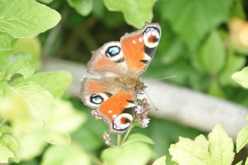 European Peacock Butterfly