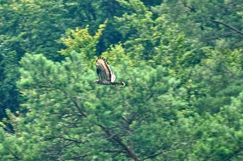 European Honey-buzzard